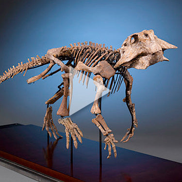 Psittacosaurus Dinosaur Fossil Skeleton